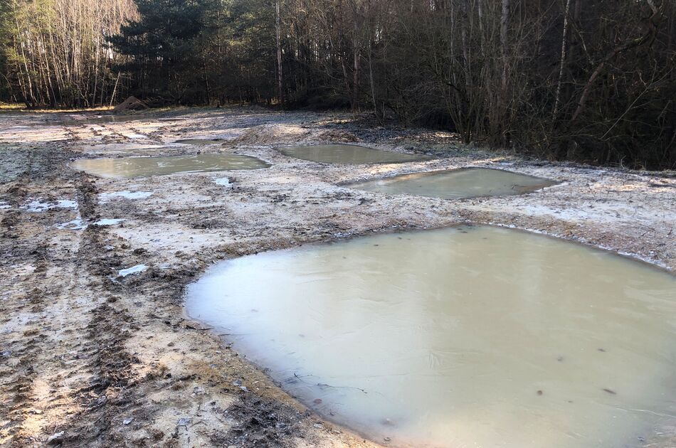 Mehrere rechteckig angelegte Kleinstgewässer für die Gelbbauunke am Waldrand