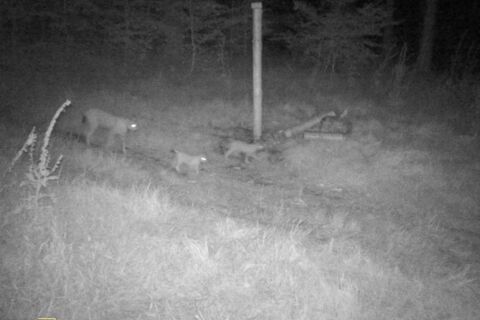 Aufnahme einer Wildtierkamera mit Luchsen und Nachwuchs in der Nacht