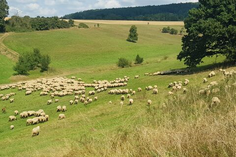 Blick auf eine Wiese mit Schafen