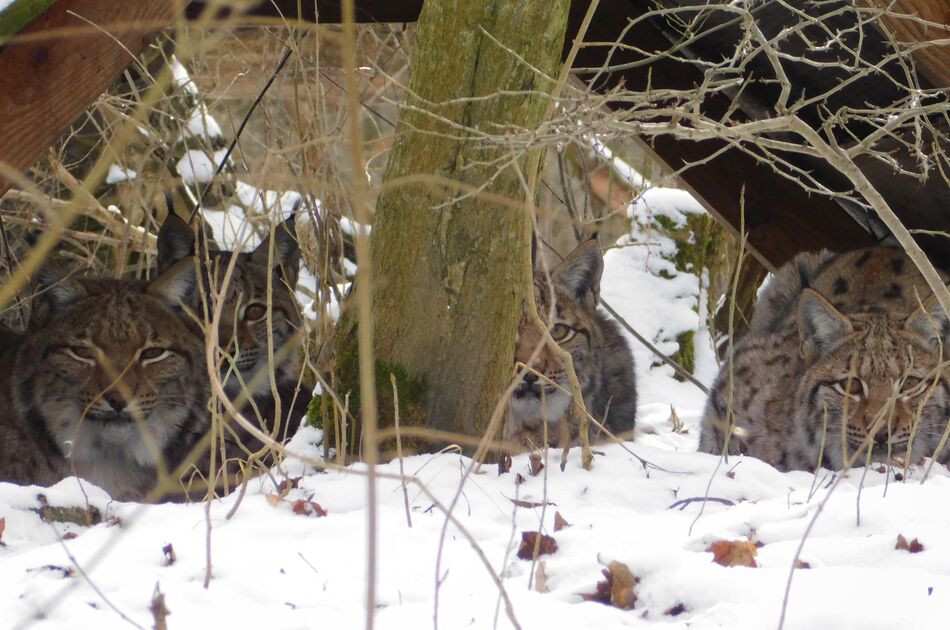 Vier Luchs unter einem Unterstand im Schnee