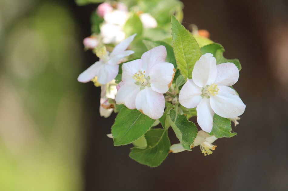 Obstblüte