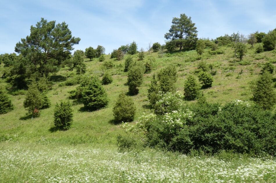 Blick auf einen Wacholderhög bei Craula