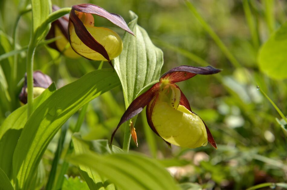 Orchidee Gelber Frauenschuh