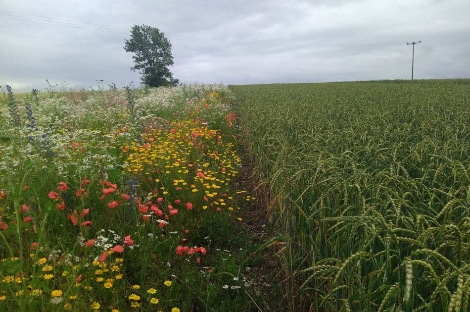 Blick auf einen blühenden Feldrain  bei Marolteroda