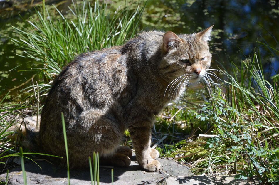 Franz sitzend auf einem Stein vor dem Teich