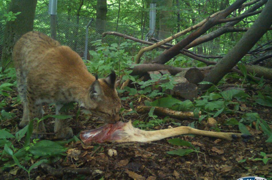 Luchs beim Fressen