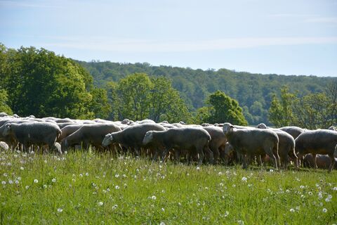 Schafe auf einer Wiese zur Pflege der Landschaft