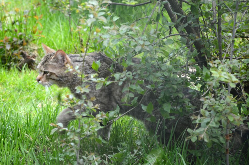 Aufnahme einer Wildkatze mit viel Grün, Wildkuder kommt aus seinem Versteck hervor, man sieht den Kopf und die Vorderpfoten hinter einem grünen Baum