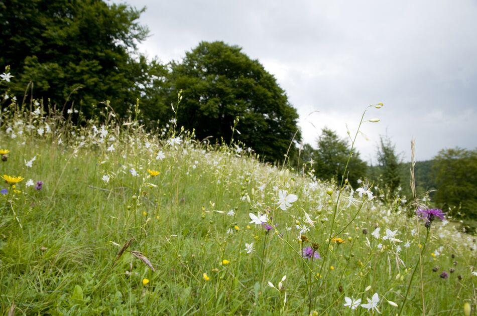 Blick auf eine Wiese mit Sommerblumen an einem Waldrand, bewölkter Himmel