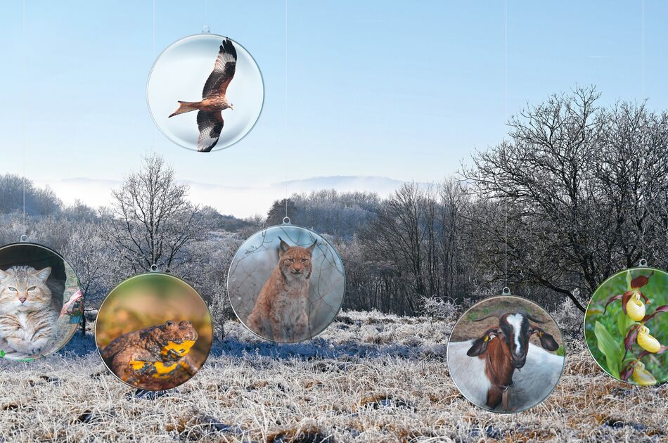 Blick auf den bereiften Kindel mit Weihnachtskugeln, die mit Fotomotiven gefüllt sind, u. a. mit einem Rotmilan, einer Wildkatze, einer Gelbbauchunke, einem Luchs und der Orchidee Frauenschuh