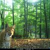 Wildtierland Hainich gGmbH/Wildtierkamera
