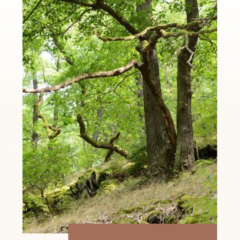 Titelseite Management für Lichtwaldarten durch angepasste Waldnutzung 2025