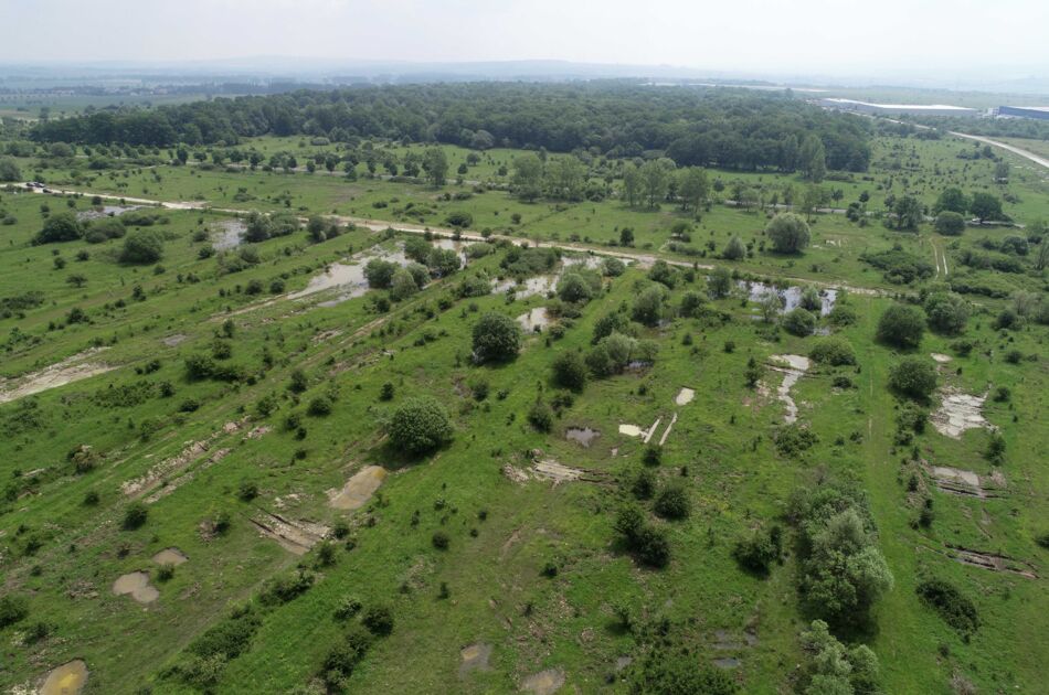 Luftaufnahme einer Offenlandfläche mit kleinen Gewässern und Sträuchern im Nationalpark Hainich