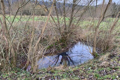 Blick auf ein Kleingewässer bei Brehme kurz vor dem Maßnahmenbeginn, es wird entschlammt und von den Gehölzen freigeschnitten