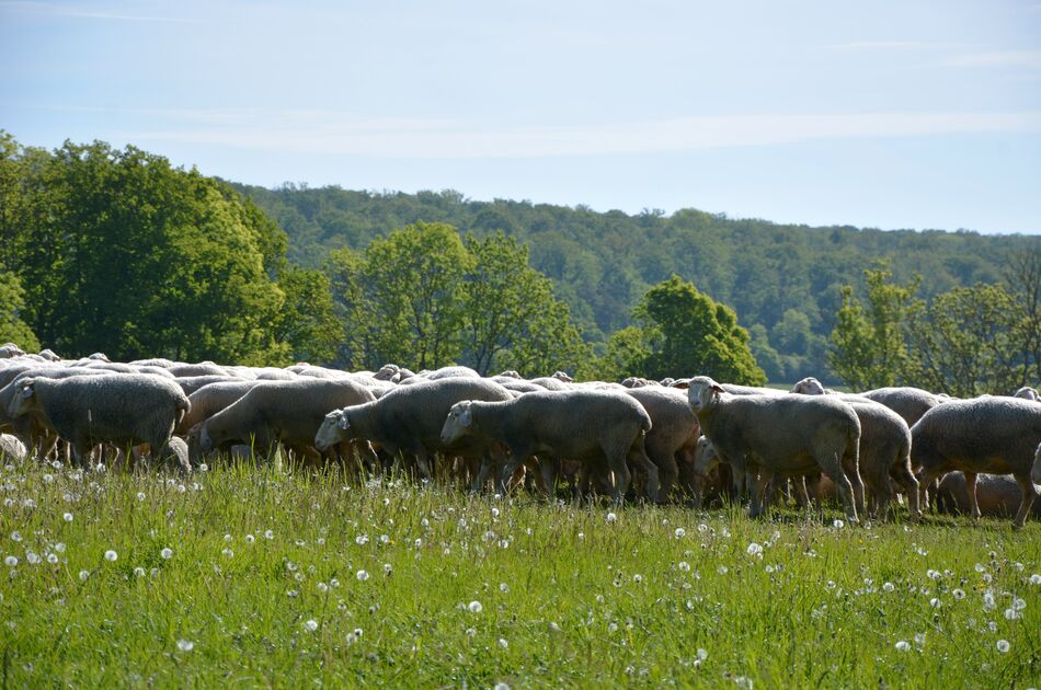 Schafe auf einer Wiese zur Pflege der Landschaft