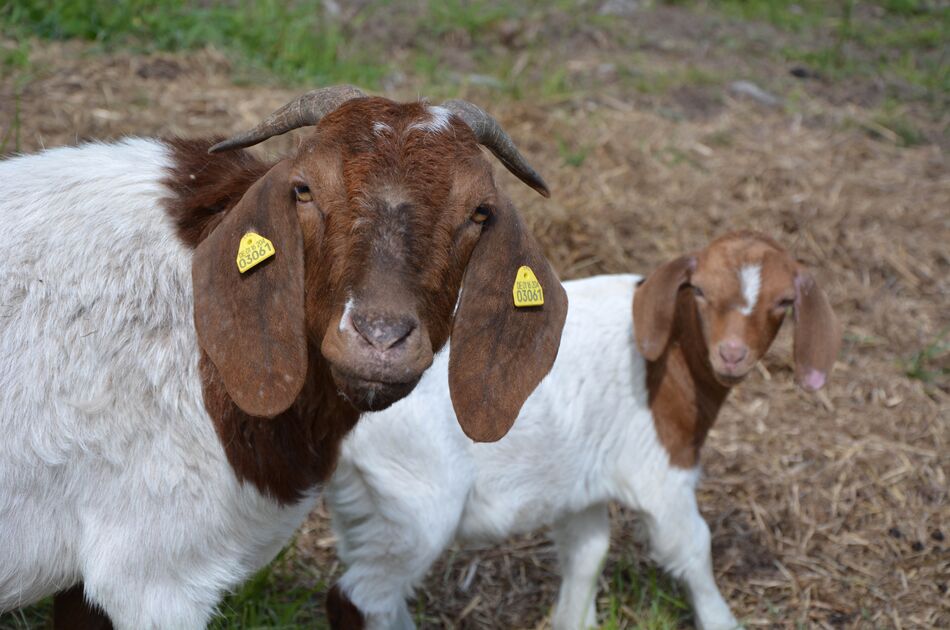 Zwei Ziegen in die Kamera schauend