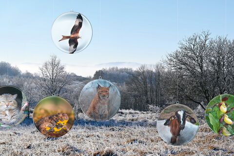 Blick auf den bereiften Kindel mit Weihnachtskugeln, die mit Fotomotiven gefüllt sind, u. a. mit einem Rotmilan, einer Wildkatze, einer Gelbbauchunke, einem Luchs und der Orchidee Frauenschuh
