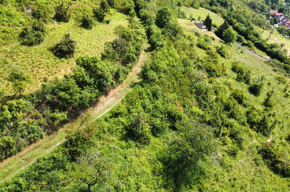 Blick auf eine (Halb-)Offenlandfläche