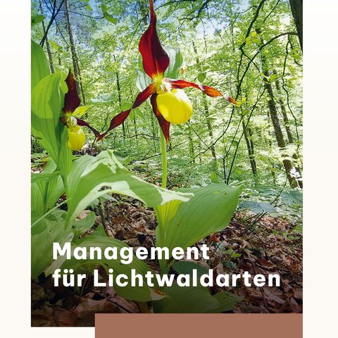 Titelseite Management für Lichtwaldarten - Ist Ihr Wald für unser Projekt geeignet? 2025