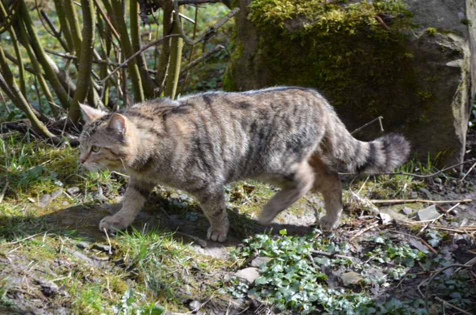 Wildkater im BUND-Wildkatzendorf