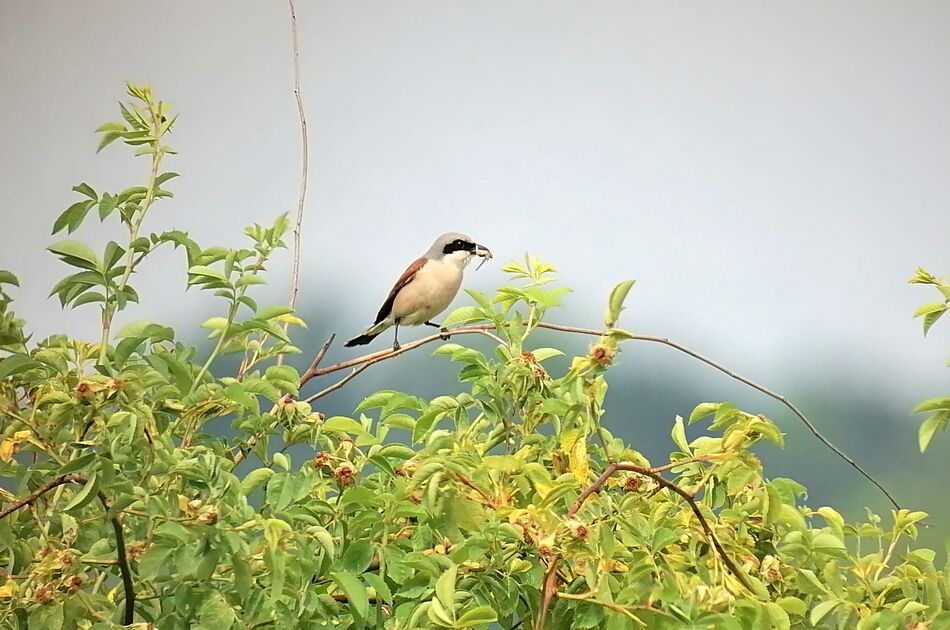 Neuntöter auf einem Zweig sitzend