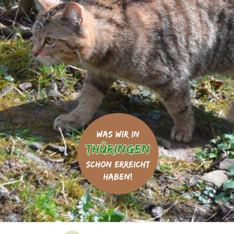 Titelseite Flyer Rettungsnetz Wildkatze 2024