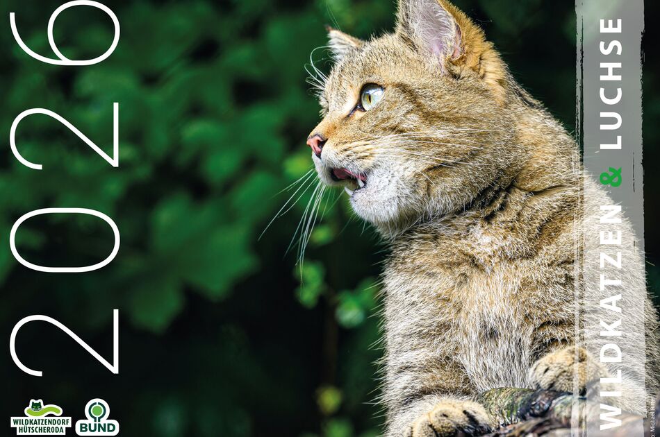 Kalender Wildkatzen und Luchse 2026 (Titelseite) Kalender Wildkatzen und Luchse 2026 (Titelseite)