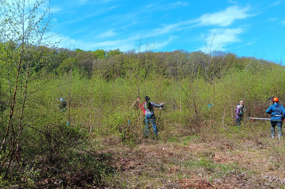 Im Moor Hanfsee sind viele Helfer zum Pflegeeinsatz aktiv