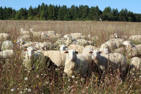 Weidende Leineschafe umgeben von Wegwarte, Schafgarbe, Skabiosen und Flockenblume