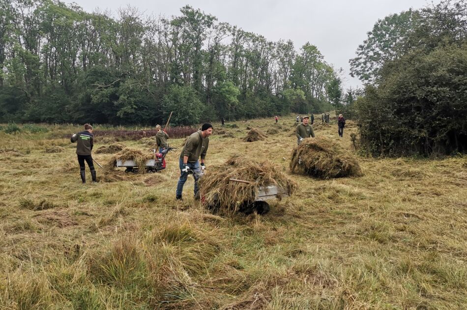 Mahdgut wird auf der Wiese von vielen Helfern eingesammelt