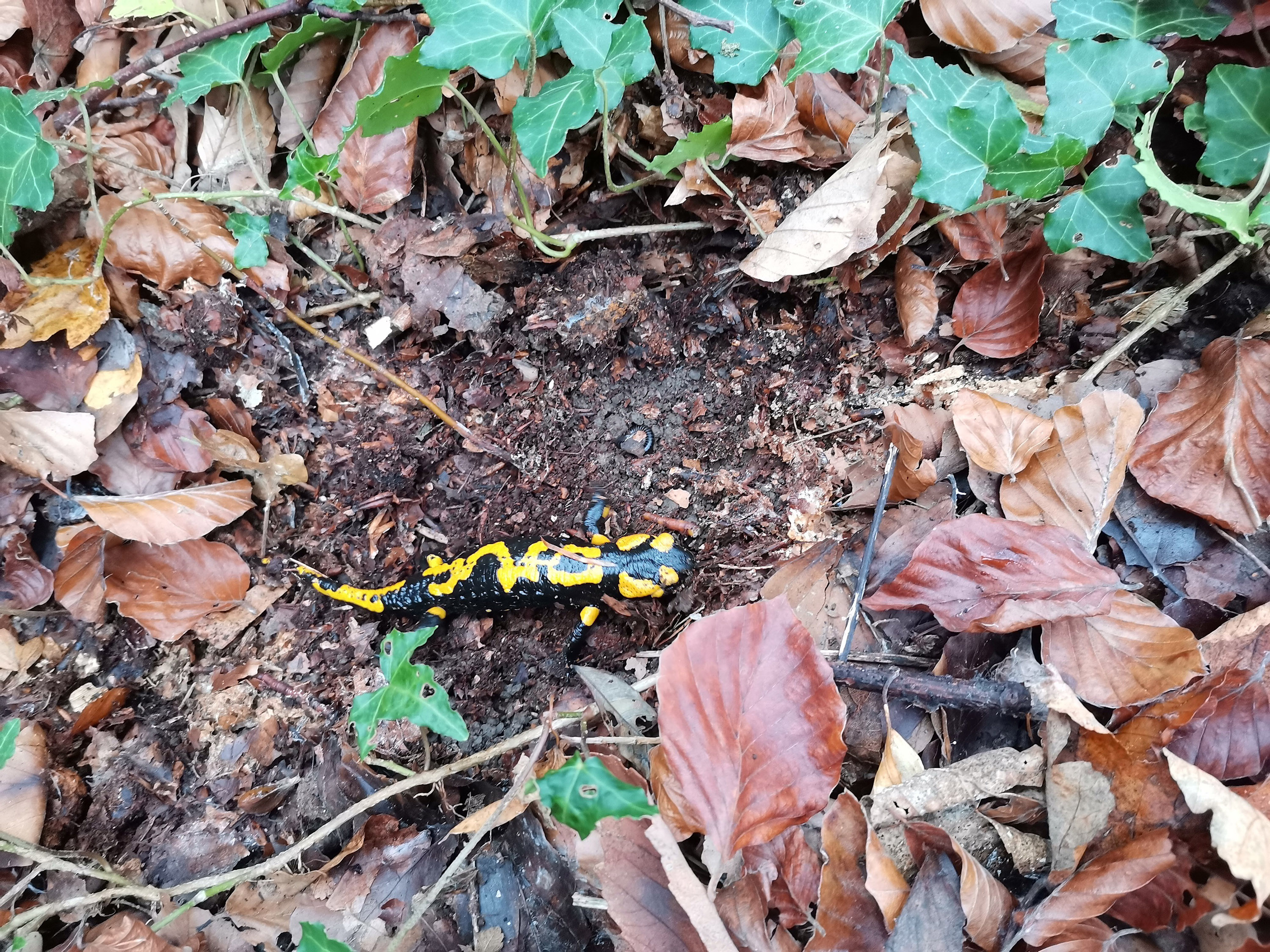 Schwarz-gelber Feuersalamander im Laub